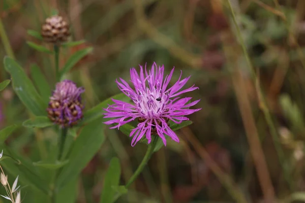 Flor Cardo Campo Verano — Foto de Stock