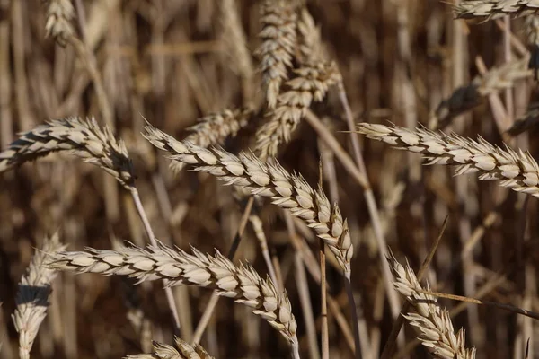 Golden Ear Wheat Field — Stock Photo, Image