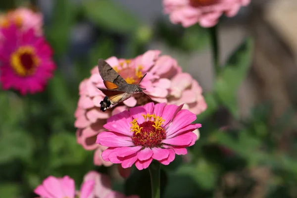 Hawk Winged Hummingbird Butterfly Flies Beautiful Zinnia Flower — стоковое фото