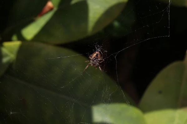 Spider Weaves Web Hunts Insects — 图库照片