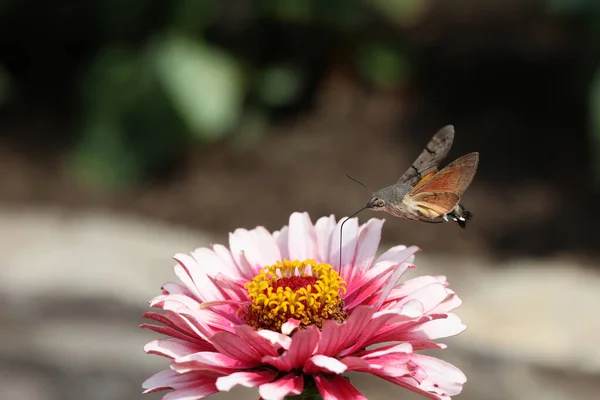 Hawk Winged Hummingbird Butterfly Flies Beautiful Zinnia Flower — Φωτογραφία Αρχείου