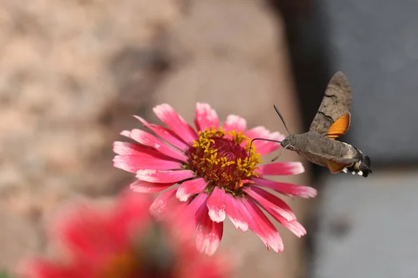 Hawk Winged Hummingbird Butterfly Flies Beautiful Zinnia Flower — стоковое фото