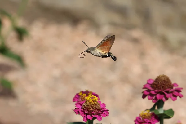 Hawk-winged hummingbird butterfly flies to a beautiful zinnia flower.