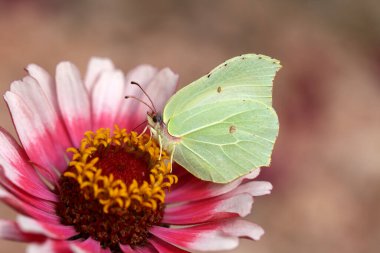 Gonepteryx rhamni. Güzel kelebekler çiçeklere oturur ve nektar içerler..