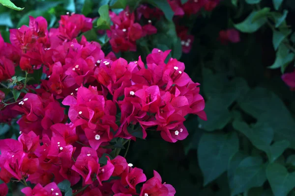 Magenta Bougainvillea Flowers Bougainvillea Flowers Background — Stock Photo, Image