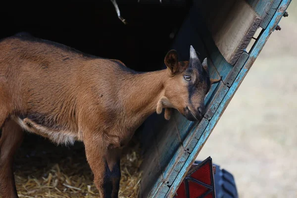 Goat Peasant Farm — Stockfoto