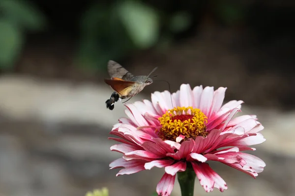 Hawk Winged Hummingbird Butterfly Flies Beautiful Zinnia Flower — Φωτογραφία Αρχείου