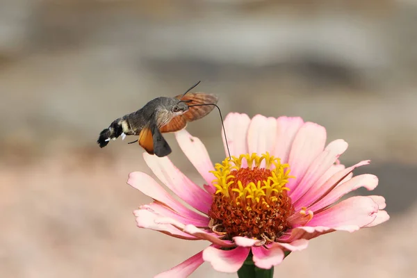 Hawk Winged Hummingbird Butterfly Flies Beautiful Zinnia Flower — Φωτογραφία Αρχείου
