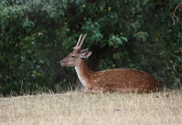 Deer Lies Grass Edge Forest — Fotografia de Stock