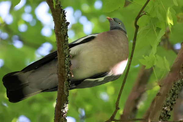 Pigeon Sits High Tree — ストック写真