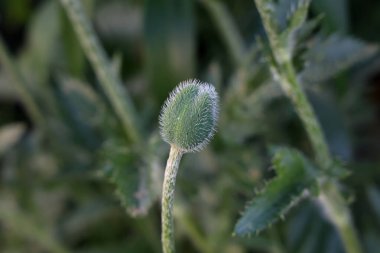 Delicate fluffy poppy buds in a field in nature.