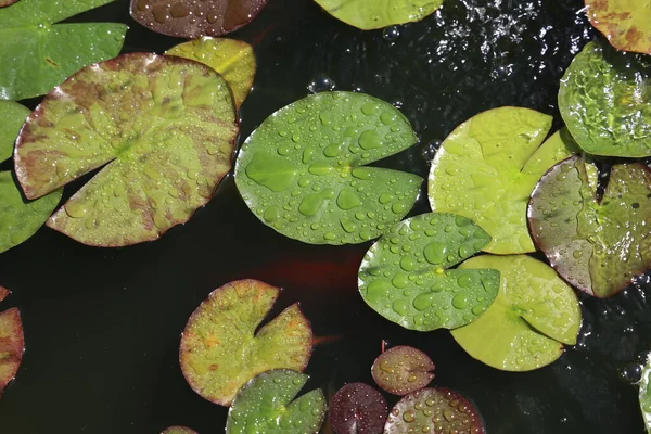 Wet Water Lily Leaves Lake — ストック写真