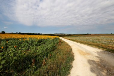 Summer landscape with fields and meadows.