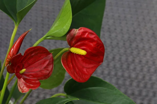 Close Red Anthuria Bloom — Stok Foto
