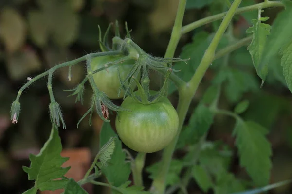 Grüne Tomaten Reifen Einem Strauch Garten — Stockfoto