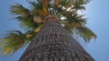 Blooming date palm on a sunny summer day.
