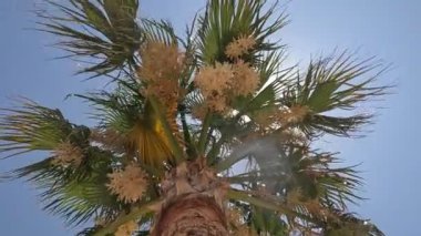 Blooming date palm on a sunny summer day.