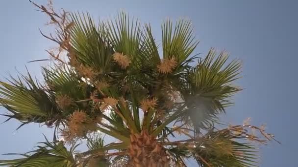 Blooming Date Palm Sunny Summer Day — Stockvideo