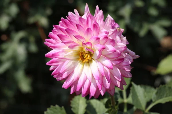 Parkta Güzel Renk Dalia Çiçek.