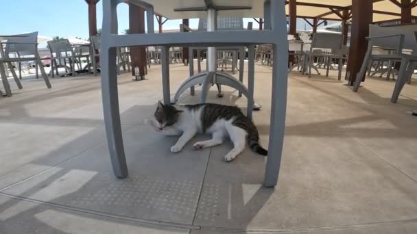 Lonesome Cat Sitting Swimming Pool Resort Hotel — Vídeo de Stock