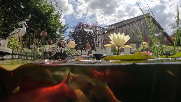 Goldfish Swim Home Pond — Stok Video