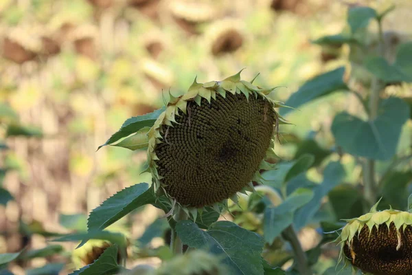 Dry sunflower basket in the field in autumn.