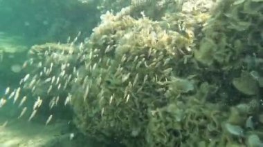 A flock of small fish swim in search of food.