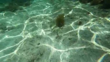 A flock of small fish swim in search of food.