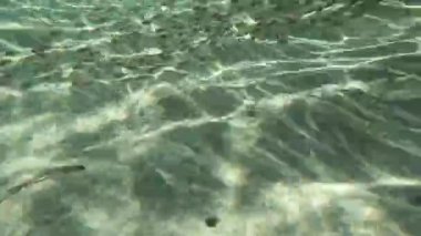 A flock of small fish swim in search of food.