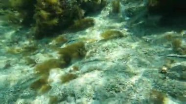 A flock of small fish swim in search of food.
