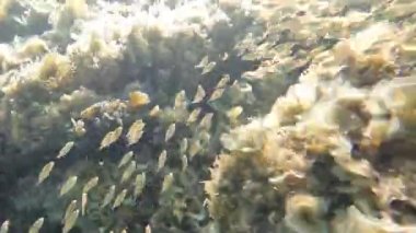 A flock of small fish swim in search of food.