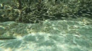 A flock of small fish swim in search of food.