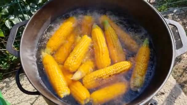Corn Cobs Boiled Cauldron — Vídeos de Stock