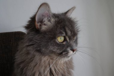 Little gray kitten close up.