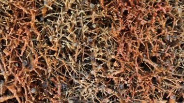 Saline solution for therapeutic inhalations. The microclimate of the graduation towers.