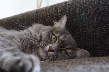 Little gray kitten close up.