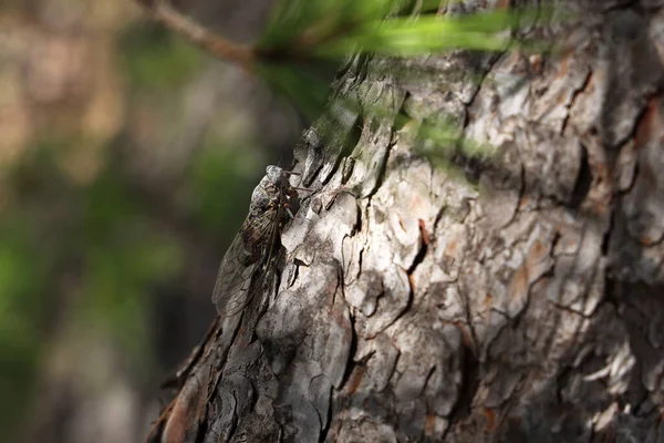 Cicada Insectos Que Viven Los Países Del Sur — Foto de Stock