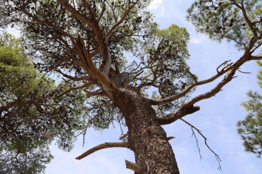 Hırvatistan 'ın Adriyatik kıyısındaki Çam Ormanı.