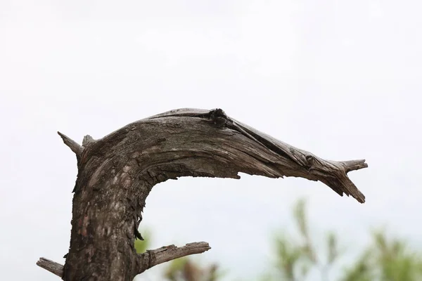 Dry tree in the form of a bird.