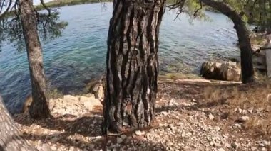 Hırvatistan 'ın Sibenik kenti yakınlarındaki St. Ante Kanalı kıyısında çam ağaçları.