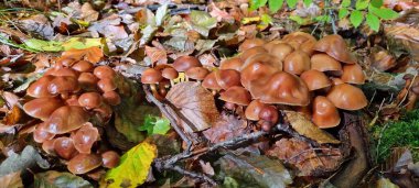Ormanda sonbahar mantarları yetişir..
