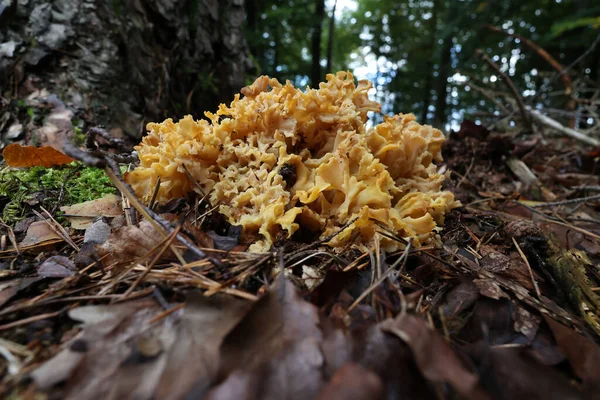 Τεράστια Εδώδιμα Sparassis Crispa Άγρια Μύκητα Αυξάνεται Πευκοδάσος — Φωτογραφία Αρχείου