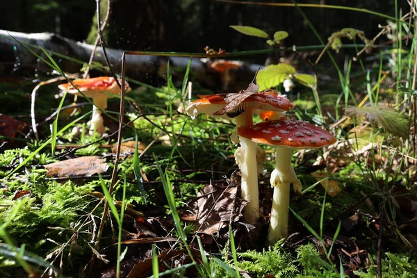 Mosca Jovem Agarics Crescer Floresta — Fotografia de Stock