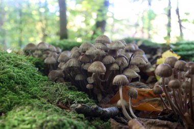 Ormanda sonbahar mantarları yetişir..