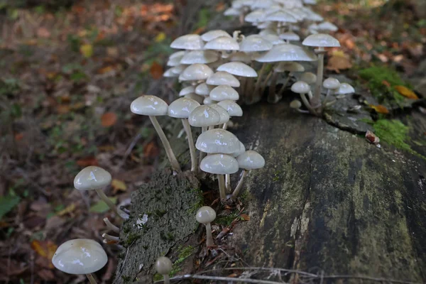 Ciupercile Toamnă Cresc Pădure Ciot — Fotografie, imagine de stoc