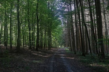 Farklı ağaçları olan güzel bir yaz ormanı.