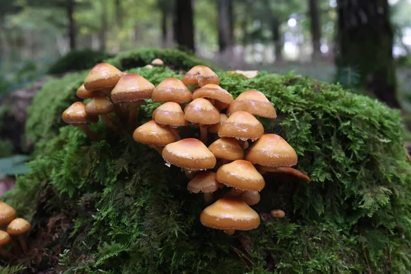 Herbstpilze Wachsen Wald Auf Einem Baumstumpf — Stockfoto