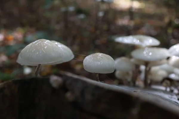 Porcelain Mushrooms Oudemansiella Mucida Tree Bark Oudemansiella Mucida Beech Log — Stock Photo, Image