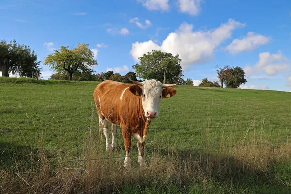 Vaches Dans Pâturage Par Temps Clair — Photo