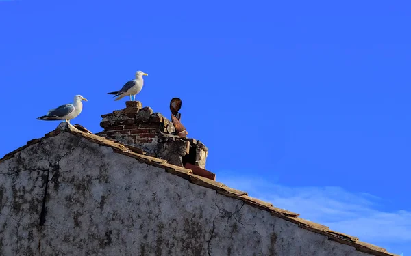 seagulls sitting on rooftop in sunlight in Croatian seaside in blue sky